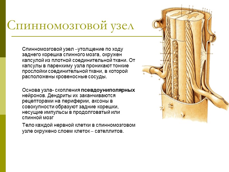 Спинномозговой узел Спинномозговой узел –утолщение по ходу заднего корешка спинного мозга, окружен капсулой из